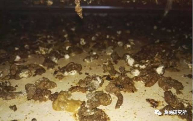 最近一段时间,无论是大肉食鸡还是817肉食鸡,很多朋友反映换2号料时