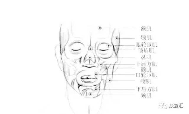 「疼痛康复」与全身疼痛有关的肌肉总结汇总,不怕你不