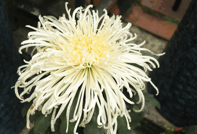 美到心醉!佛山有场