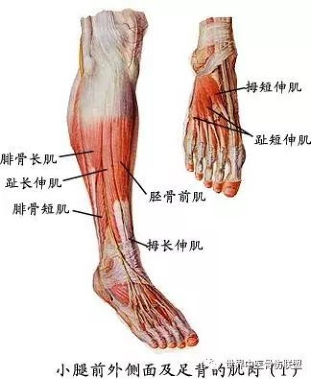 解剖——小腿肌