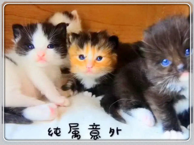 布偶猫和橘猫的孩子是啥样?看到小猫咪,主人:信了你的