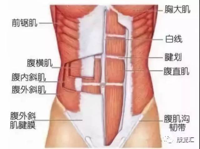 最长肌——髂