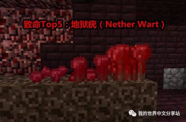 top5:地狱疣(nether wart)