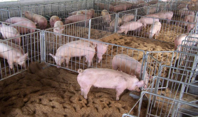 孝义市多才岭村：特色养殖助力乡村振兴U8国际- U8国际官方网站- U8体育APP下载