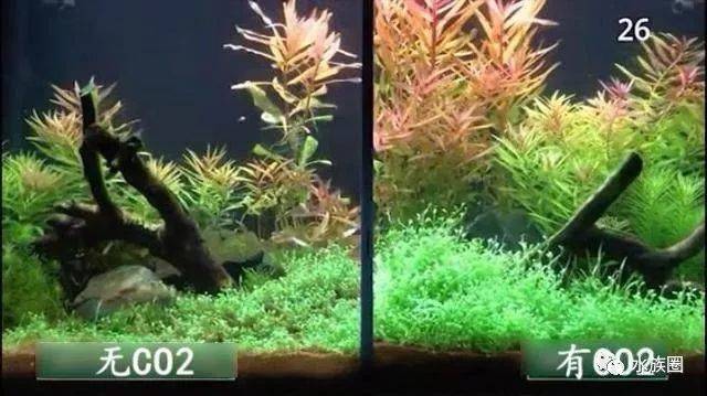 co2完全攻略 | 草缸有无co2差距真的这么大吗?结果证明!