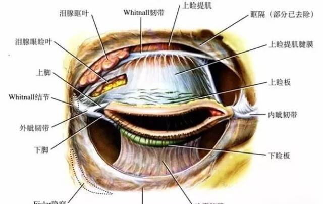 25±6.18 mm,至下眶缘16.61±5.21 mm.