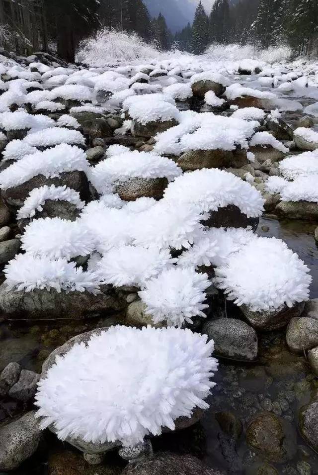 在娇艳中死去的冰花|难得一见的雪中花,美到心碎!