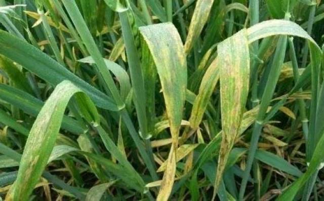 4 小麦叶枯病 多在小麦抽穗期开始发生. 叶枯病是一种低温,高湿病害.