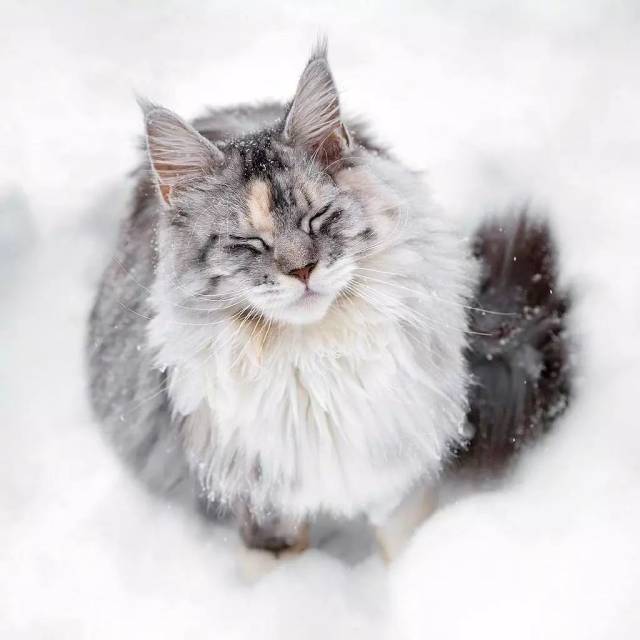 每日吸丨高冷的雪地猫