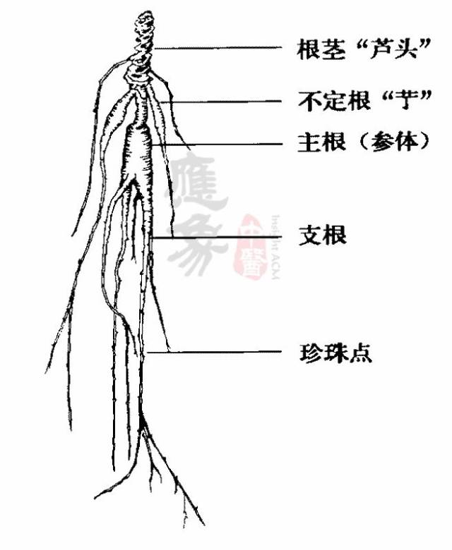 如何一眼分辨人参好坏?