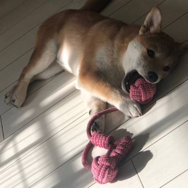 而自己家柴犬的耳朵还是耷拉来下的,也不知道什么时候能立起来,立起来