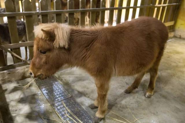 重庆首座超2500㎡室内动物园来了,70 萌宠免费看,时尚