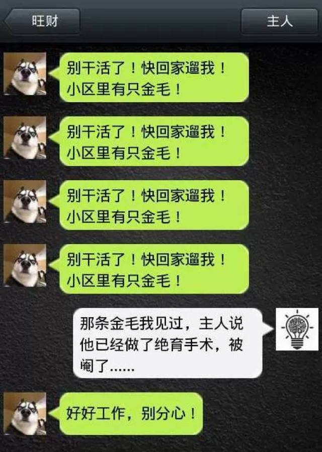 假如狗狗会发微信,已笑尿