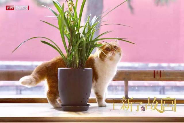 时常出现在镜头中的御猫"鲁班"让观众和嘉宾们都大呼可爱,爱不释手.