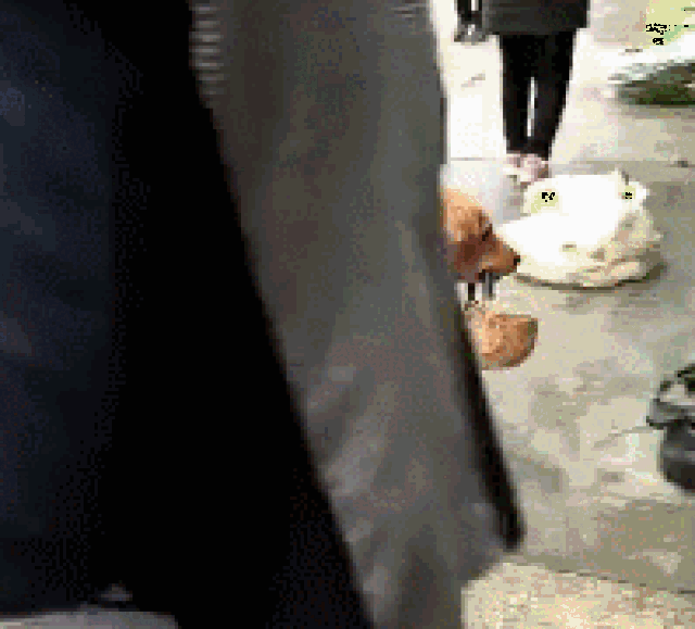 金毛犬叼着篮子沿街乞讨,见人就要钱 真是可爱至极