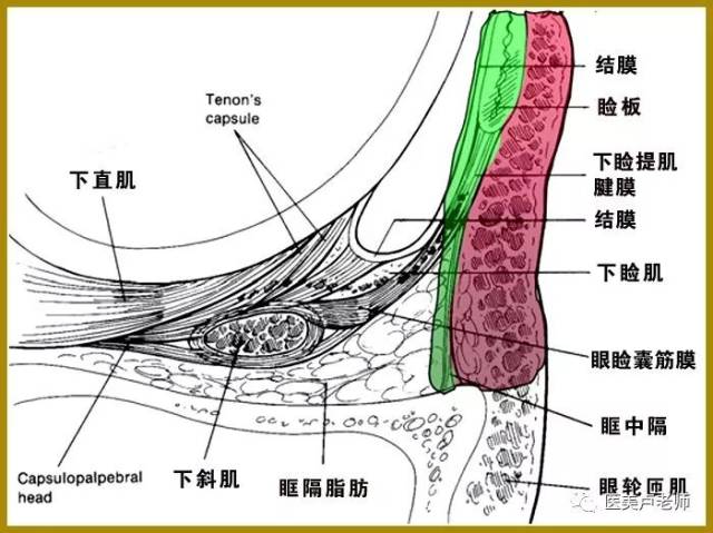 眶周的部分解剖