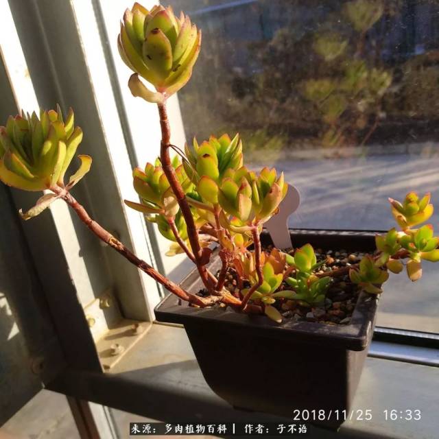 和我的小家碧玉的花月夜不同,温室这个就是个大家闺秀了