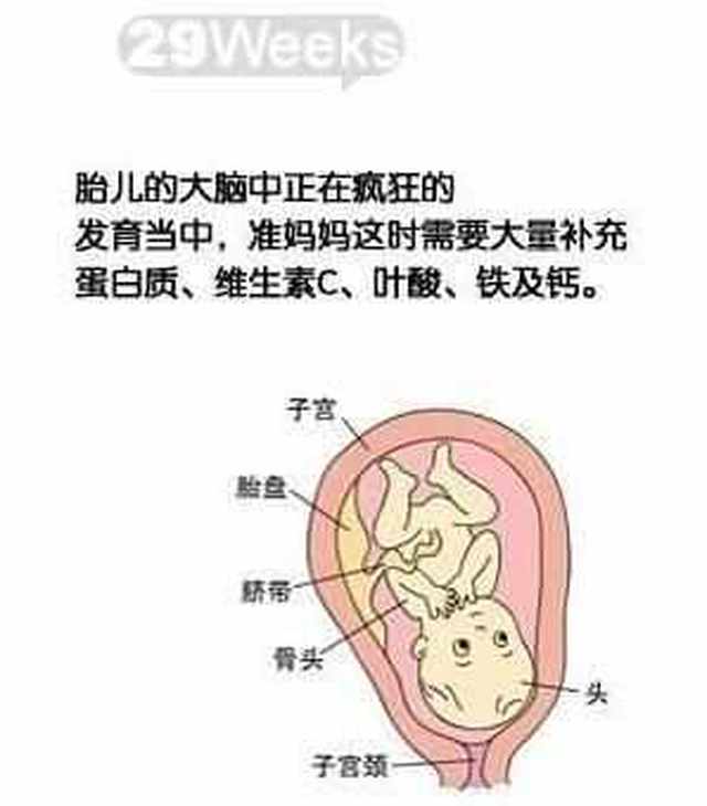 怀孕29周胎儿长什么样?送上1份详细发育指标,原来都这么大了