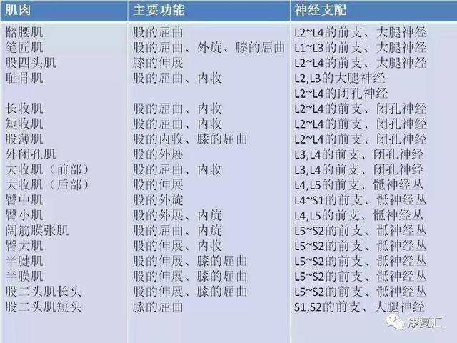 「神经康复」全身神经支配与分布,神经丛详解,神经松动术详解