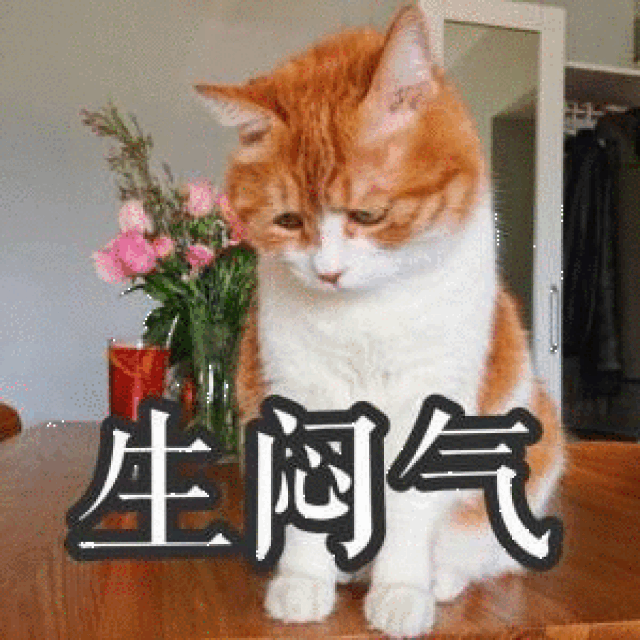 喵星人给你发来了一波表情包