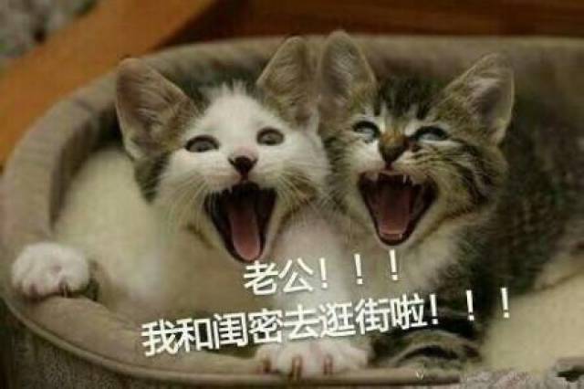 喊老公表情包猫咪版:老公你去哪啦,老公我想要那个