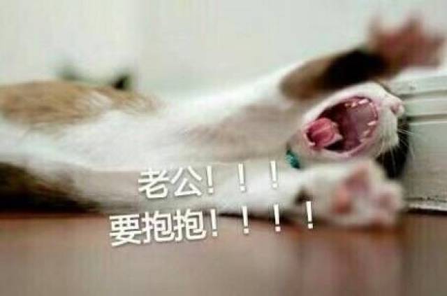 喊老公表情包猫咪版:老公你去哪啦,老公我想要那个