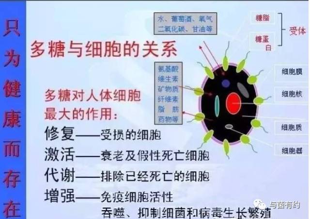 吴齐南先生讲食用菌产品