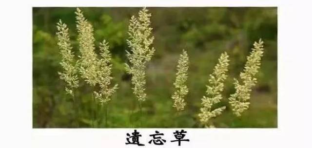 哈哈哈哈哈哈哈哈哈 同归于尽复习法  解读 转发本 遗忘草给同学 你