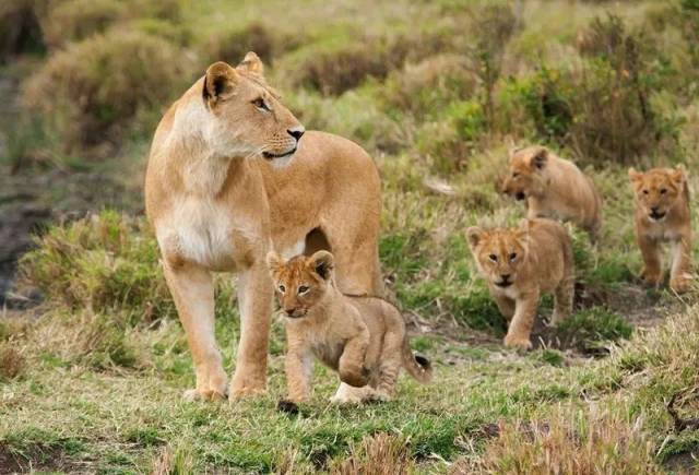 终于,在接纳了新的雄狮之后 查姆顺利怀孕,生下一对儿女 给玛莎狮群
