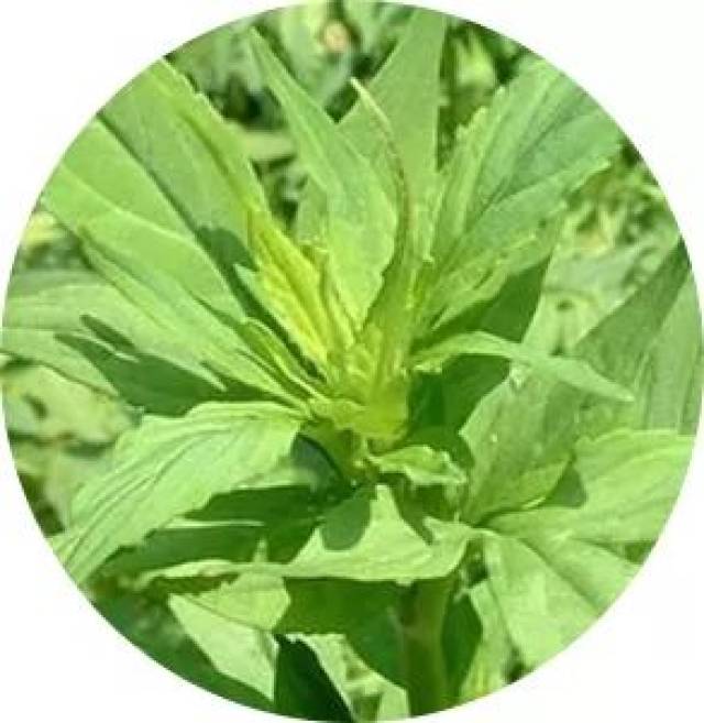 败酱草 · 除火疮赤气