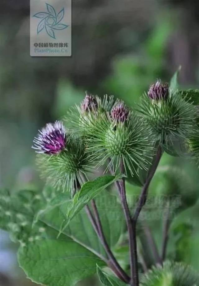 全身上下都是宝——牛蒡子