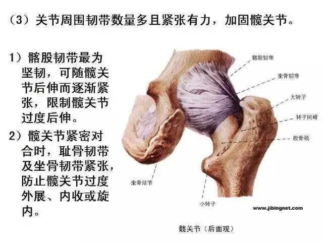 最全髋关节运动学