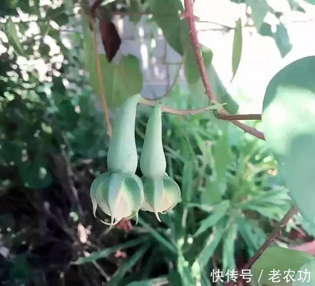 钦州有人认识这种神奇的植物吗?网友称其为"贼佬药"