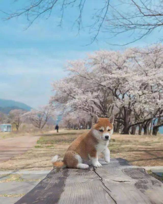 网红柴犬的写真,有没有美到你呢?头像壁纸的不二选择!