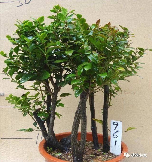 首先,这种冒充小叶紫檀的植物,名为黑骨香,从台湾那边传过来的观赏