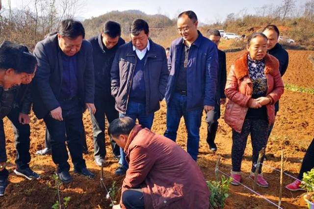 市政协主席宫晓农赴左鸠戛乡调研农业产业发展