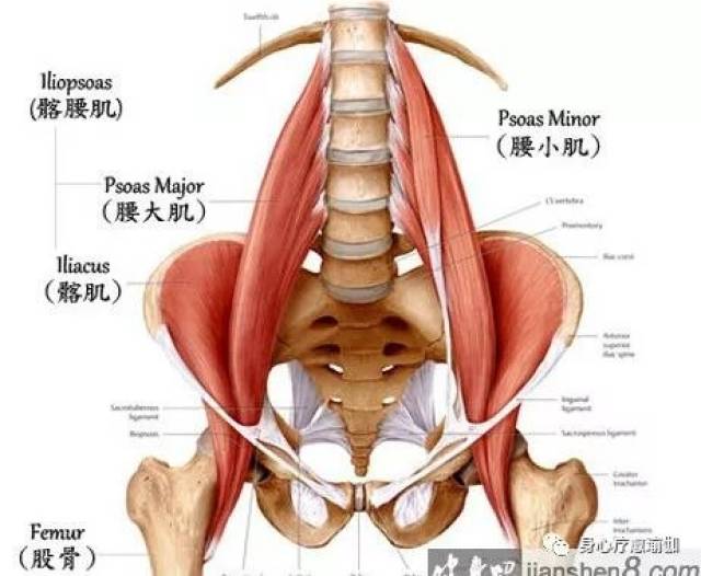 腰肌由腰大肌和髂肌构成,腰大肌起自腰椎体的侧面和横突,髂肌起自髂窝