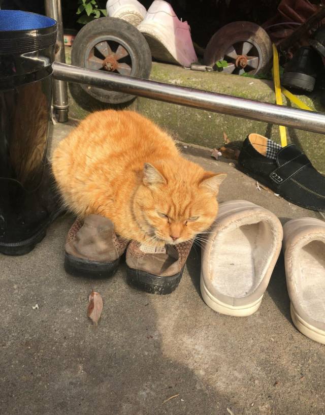 橘猫晒太阳嫌地面凉,把拖鞋垫身子底下,笑喷了