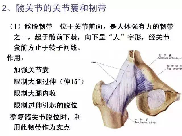 最全髋关节运动学