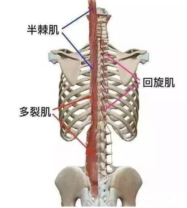 肌肉功能解剖横突棘肌