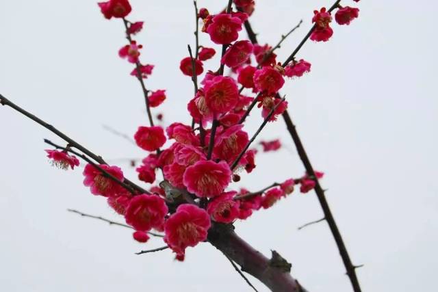 【每日一花】花瓣深红的朱砂梅,新生小枝木质部也是深红色