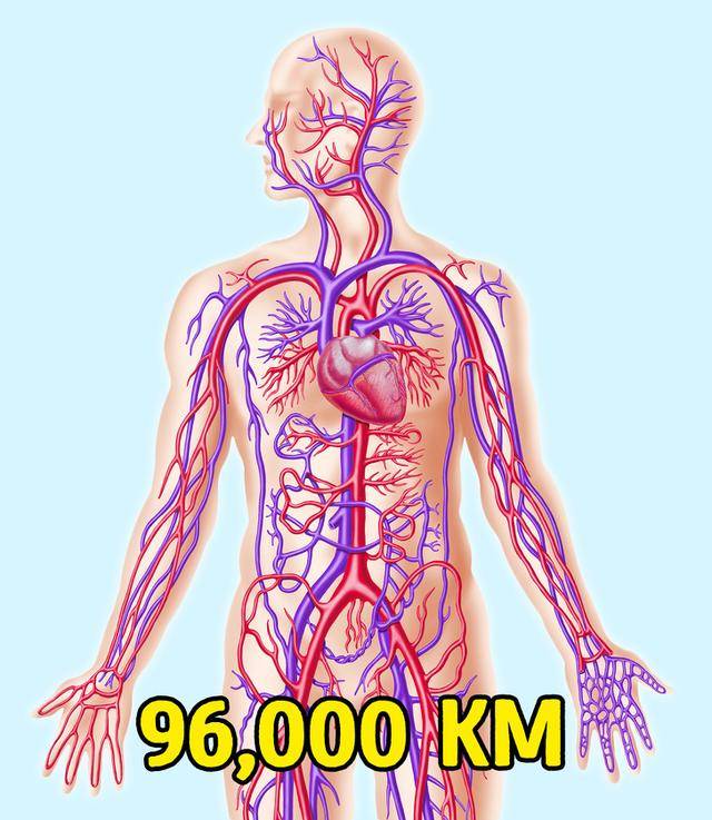 人体血管长度96000公里,肝脏有500种功能,18个关于身体的事实
