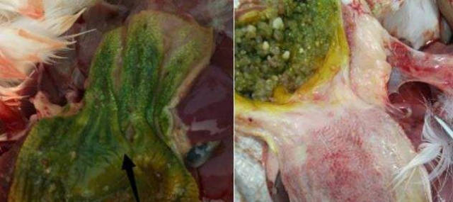 鹅副粘病毒症状图片:鹅副粘病毒图片,鹅副粘病毒剖检症状,鹅副粘病毒