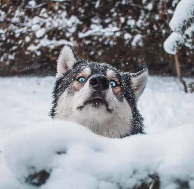当哈士奇第一次看到雪,这画面简直太沙雕了,哈哈.