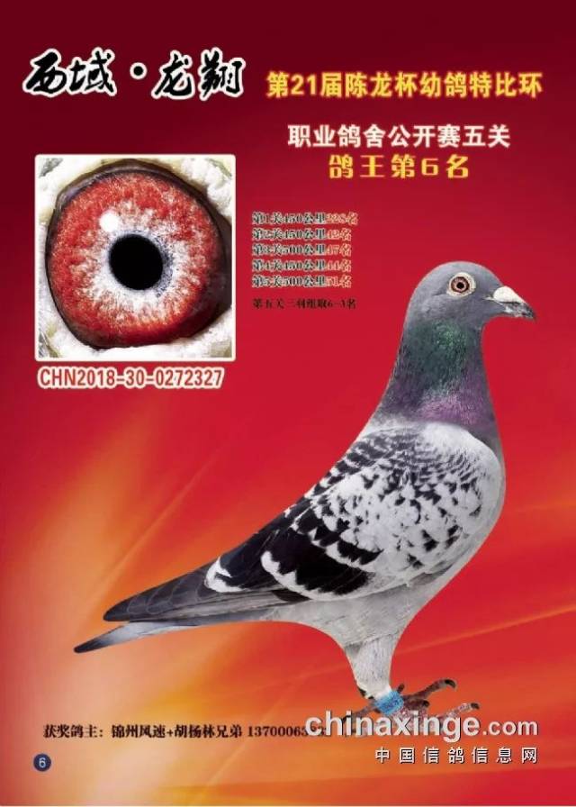 一鸽狂揽38项冠军大奖 西域龙翔21届五关鸽王鉴赏