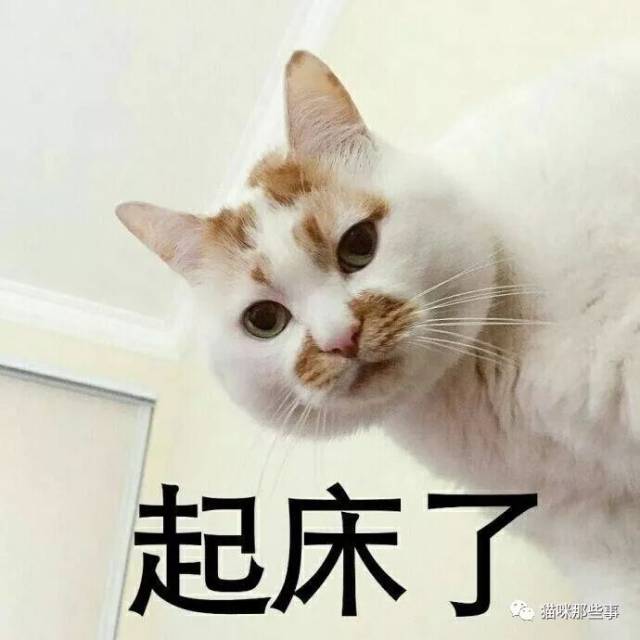 超凶der猫咪表情包,适合心情不好的你!