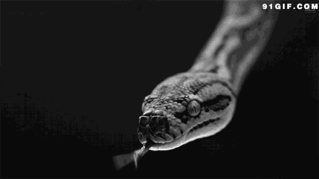 动物的奥秘 | 毒蛇咬自己一口会不会被毒死