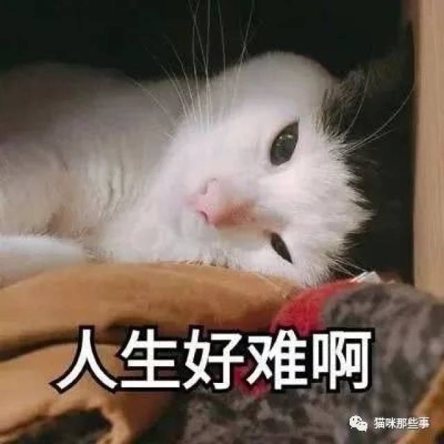 超凶der猫咪表情包,适合心情不好的你!