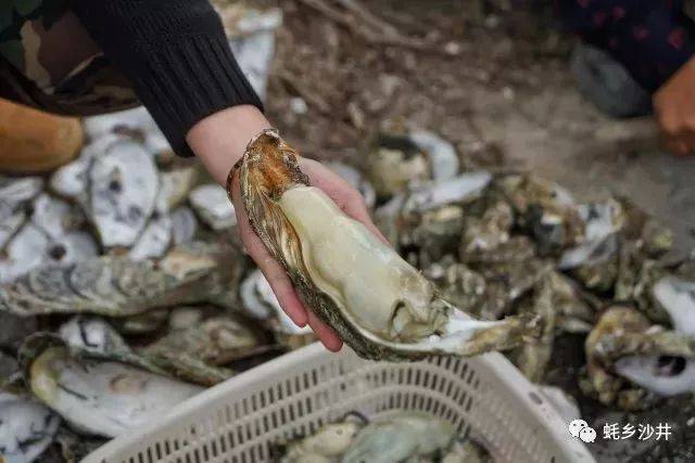 3天!沙井第15届"金蚝美食节"周五开幕!出预告了!