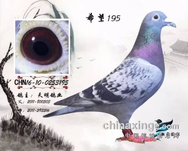 得鸽痘的病鸽,抵抗力并发,容易与其它疾病下降而死亡)-v疾病:电烙铁插爱尔兰蛏子王图片